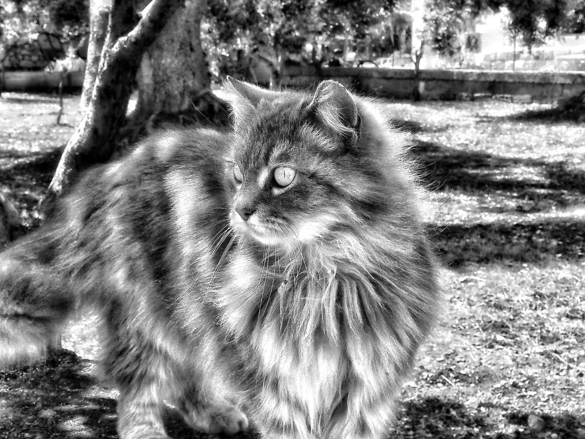 La Cummersa Del Gatto Locorotondo Eksteriør billede